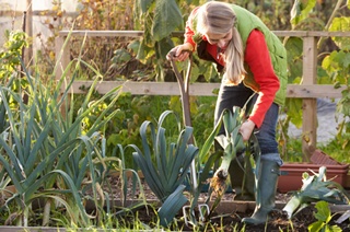 Allotments could be key to sustainable farming